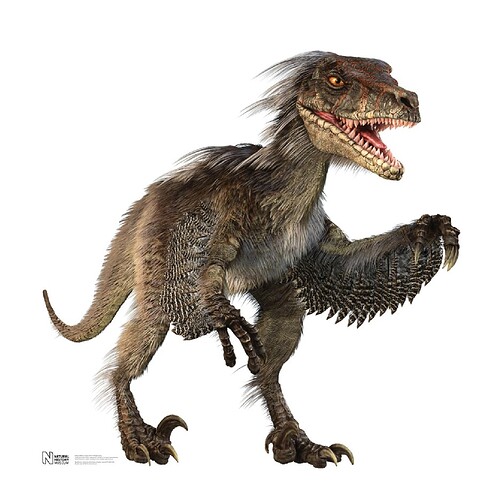 1038-Velociraptor_303a