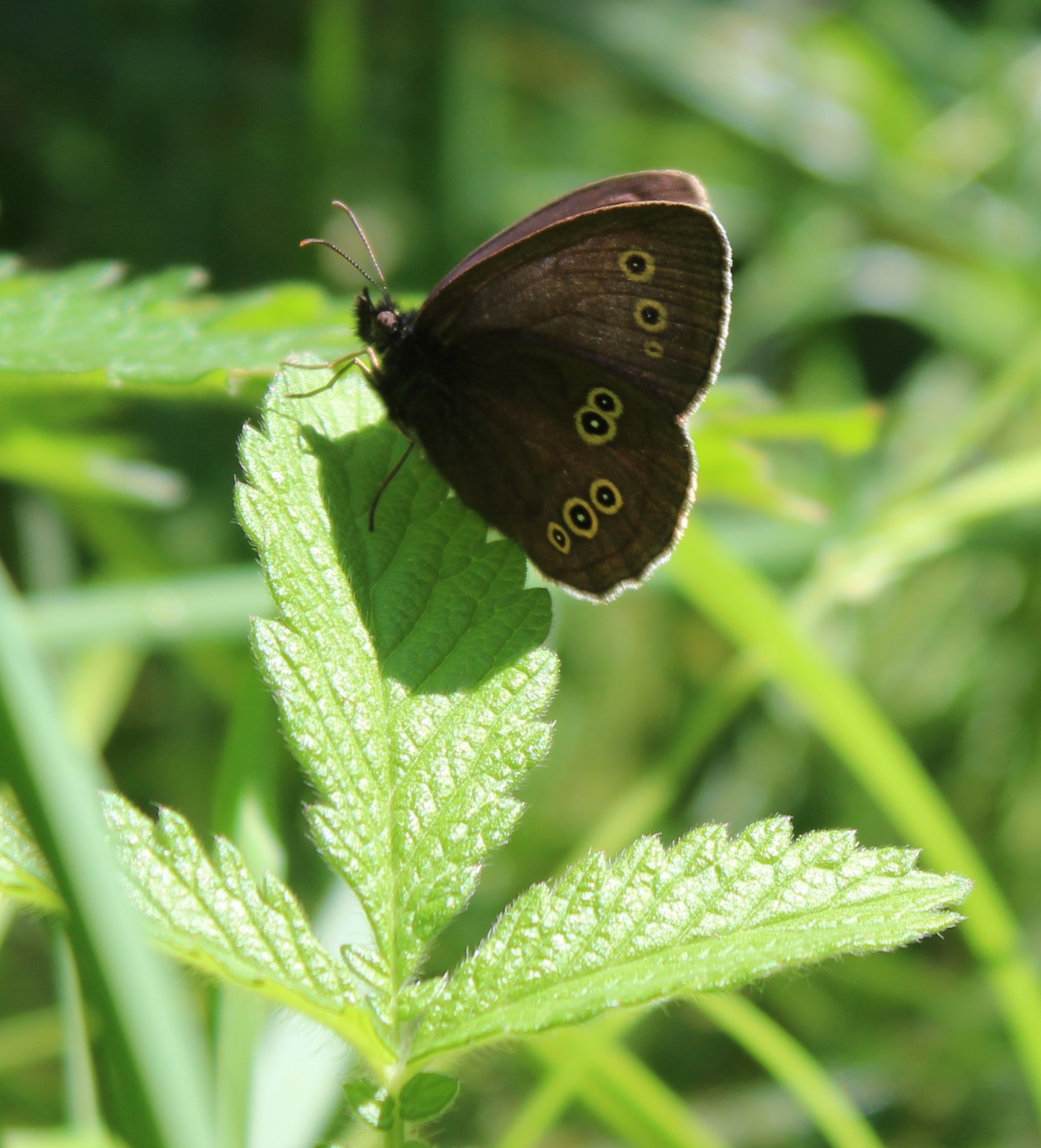 Ringlet Butterfly (Cropped)