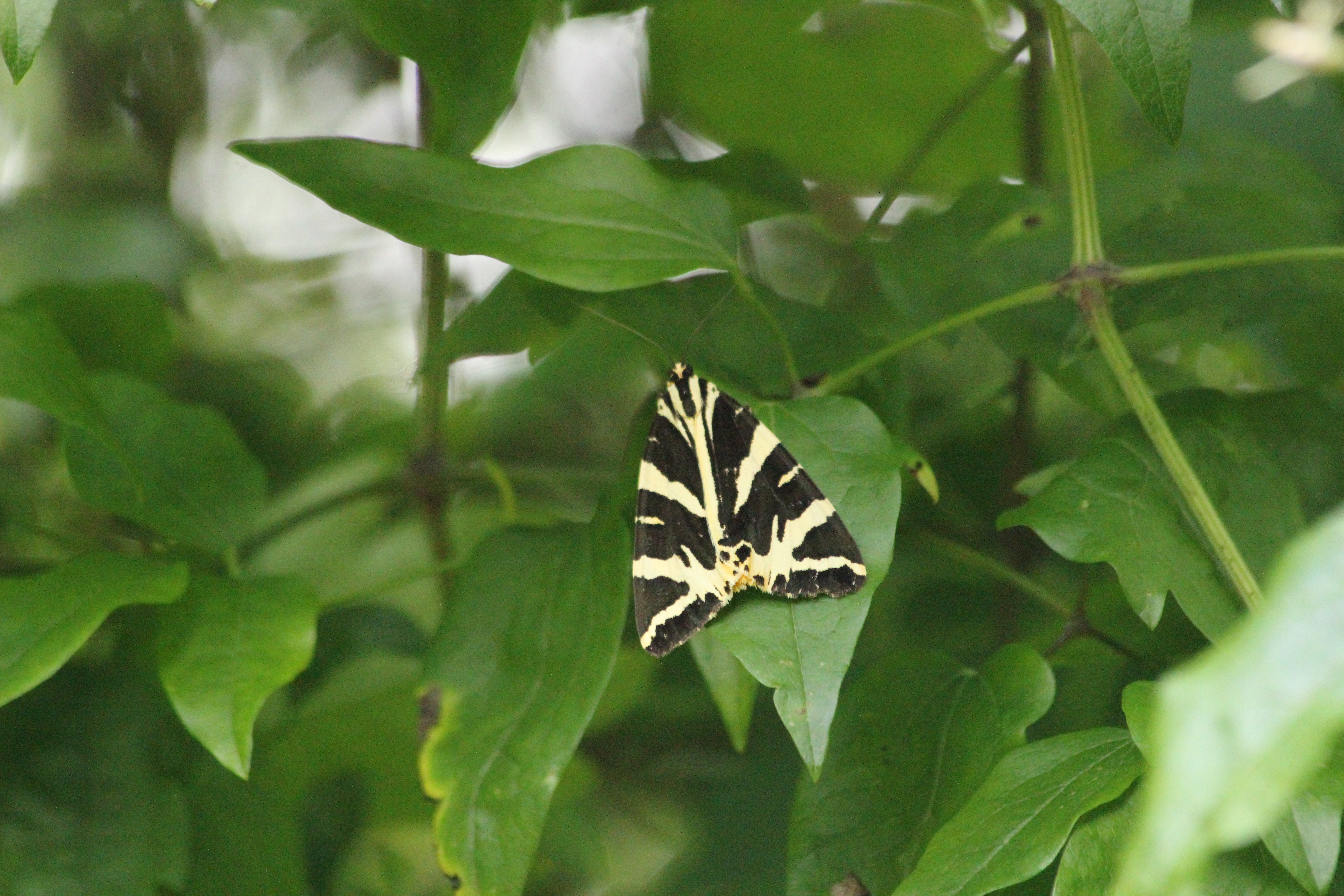 Jersey Tiger Moth (2)