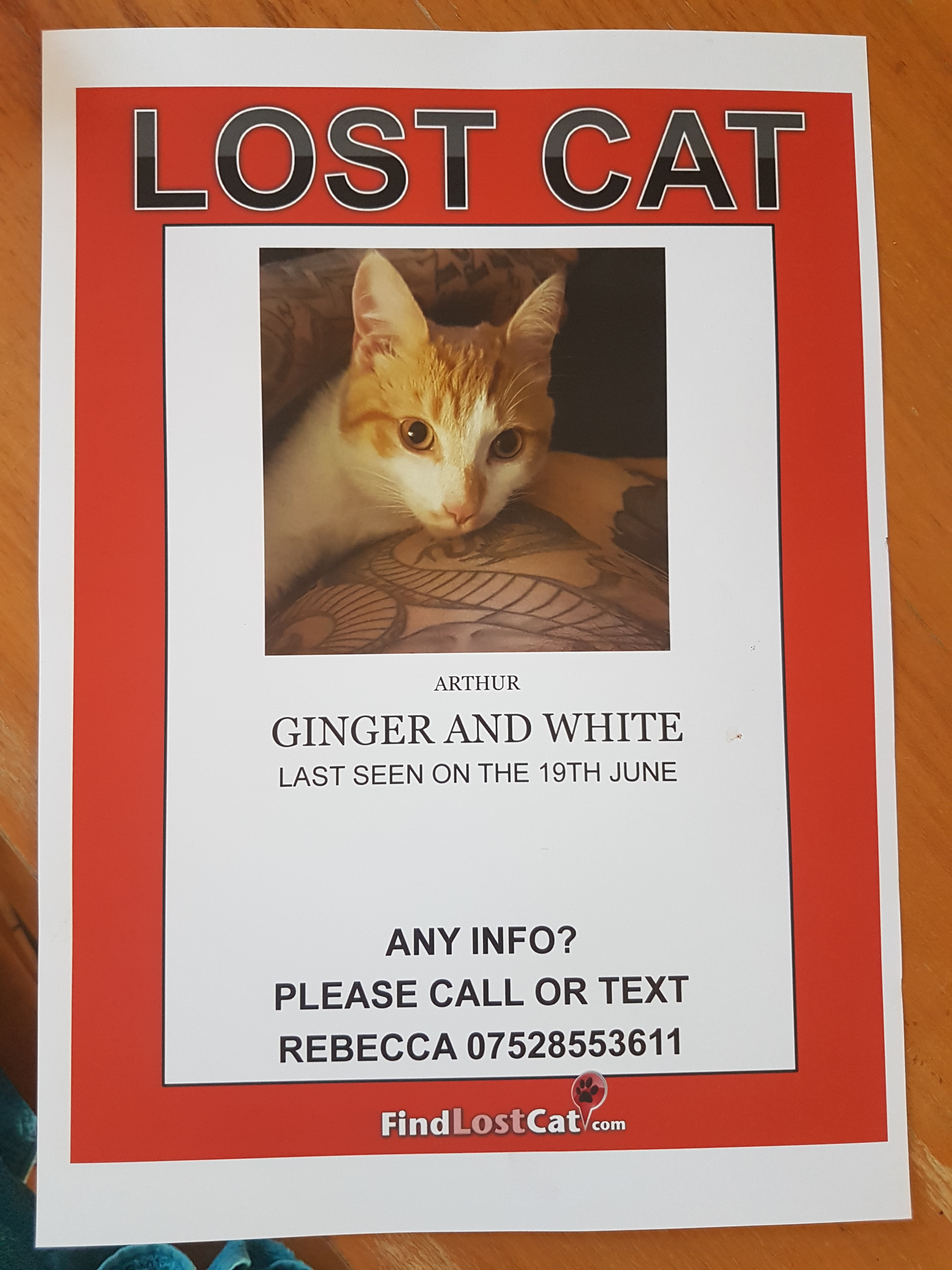 lost ginger and white cat