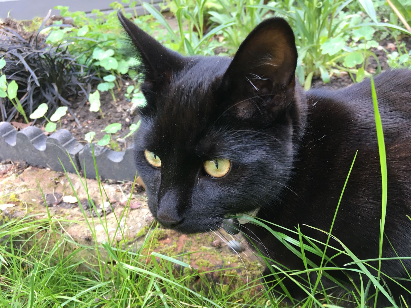 missing-black-cat-lost-found-se23-forum