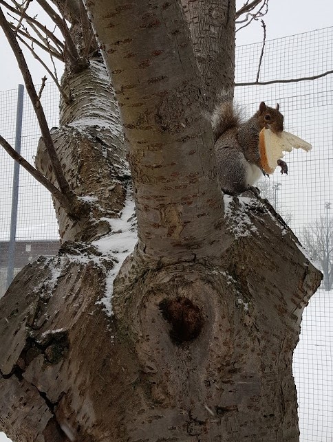 squirrel%20(2)