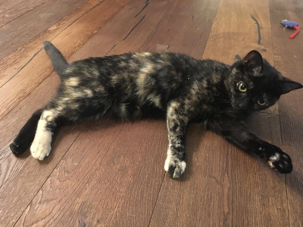 Lost: Small tortoiseshell cat (Update 