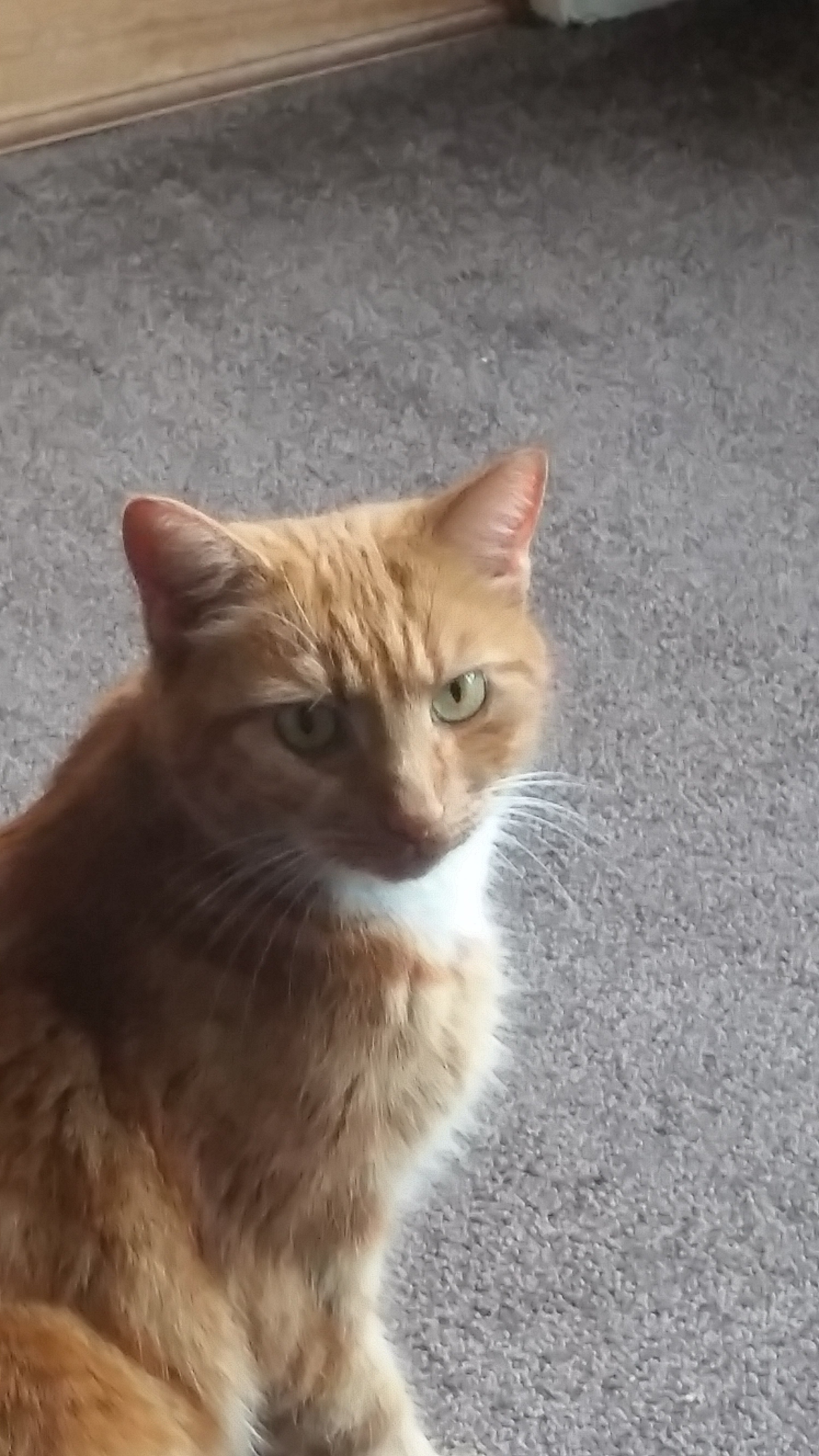 Lost: Ginger cat [Found] - Lost/Found 