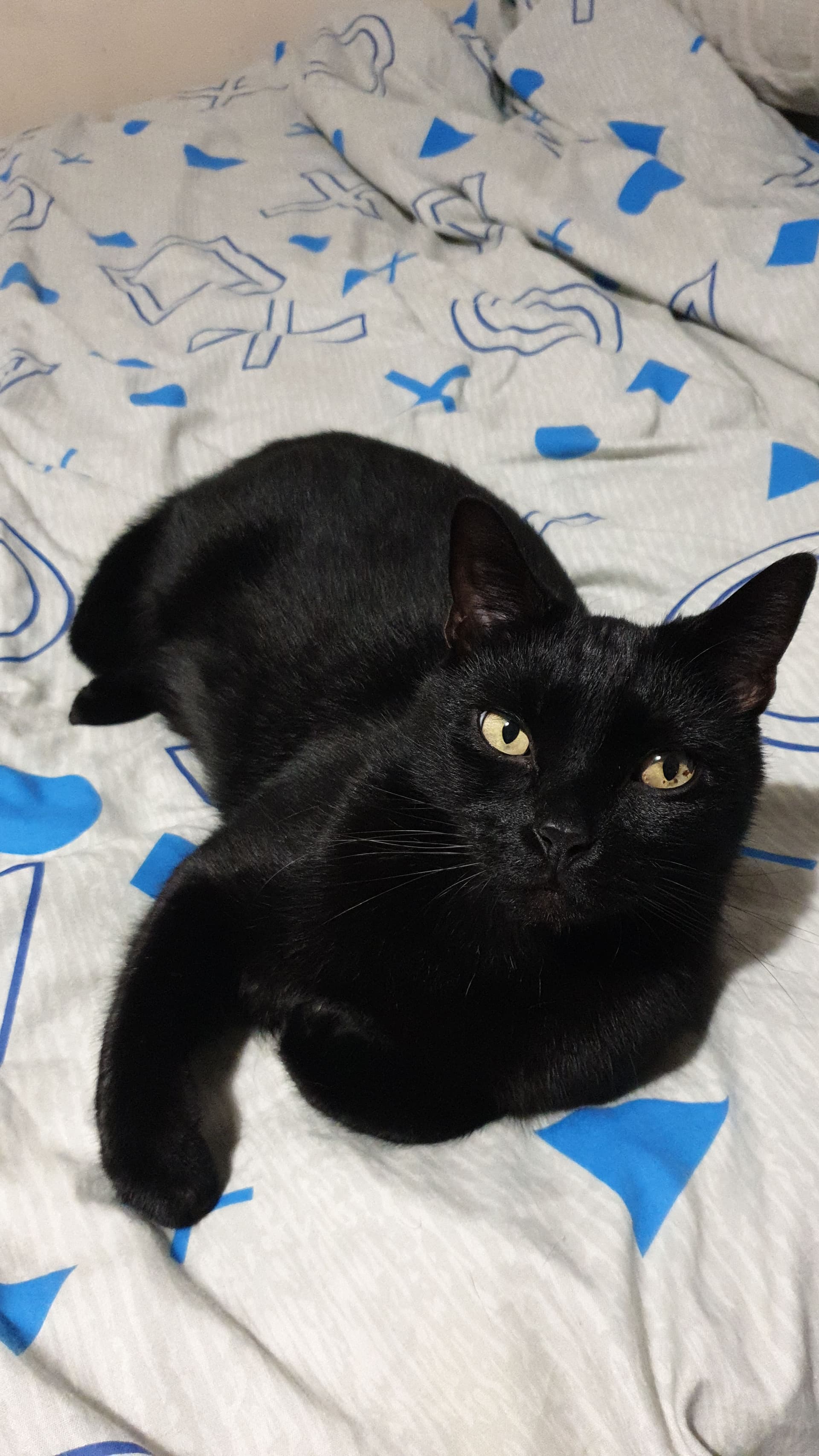  FOUND Missing Black Cat Near Dalmain Road