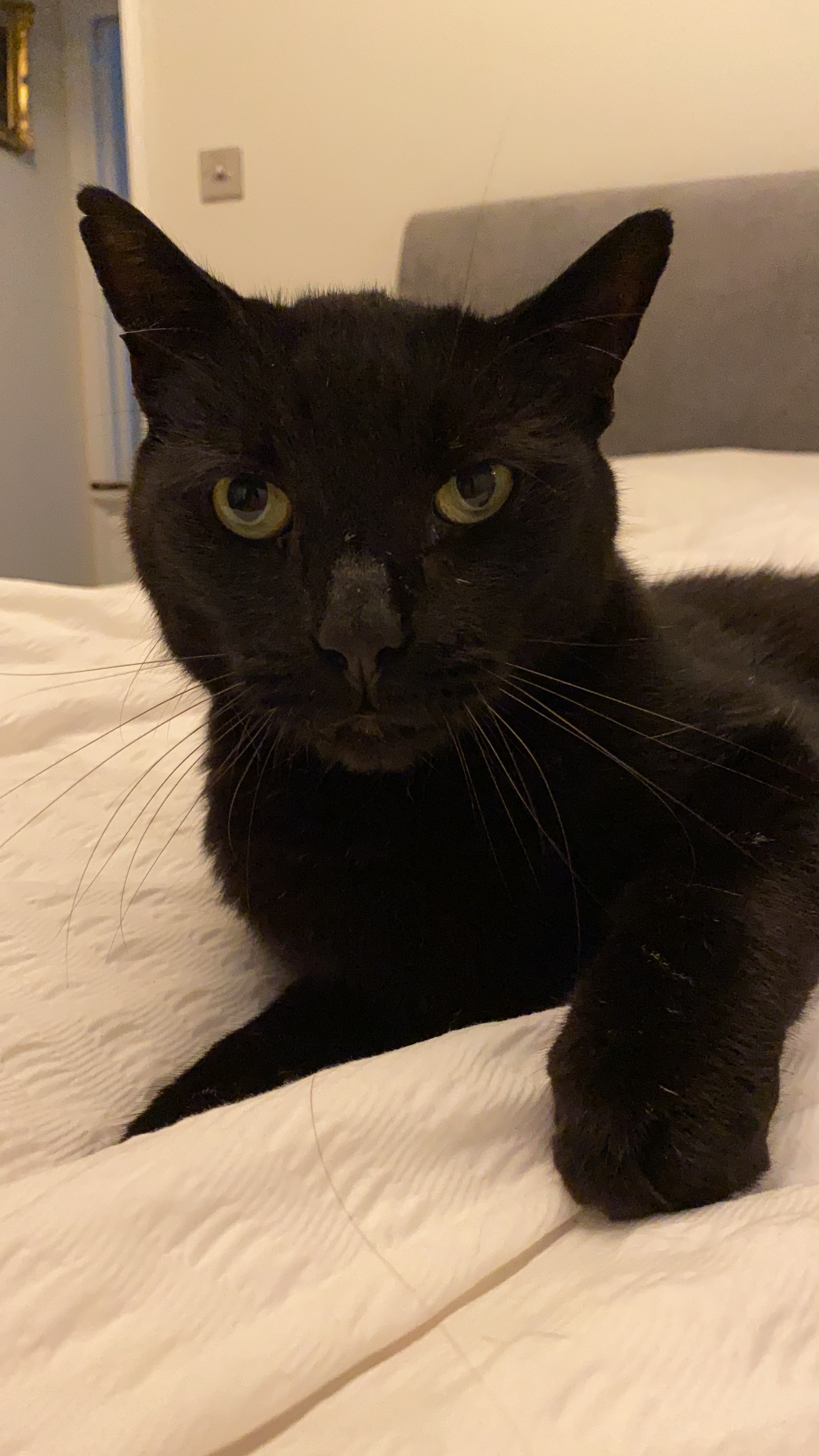 Missing Black Cat 