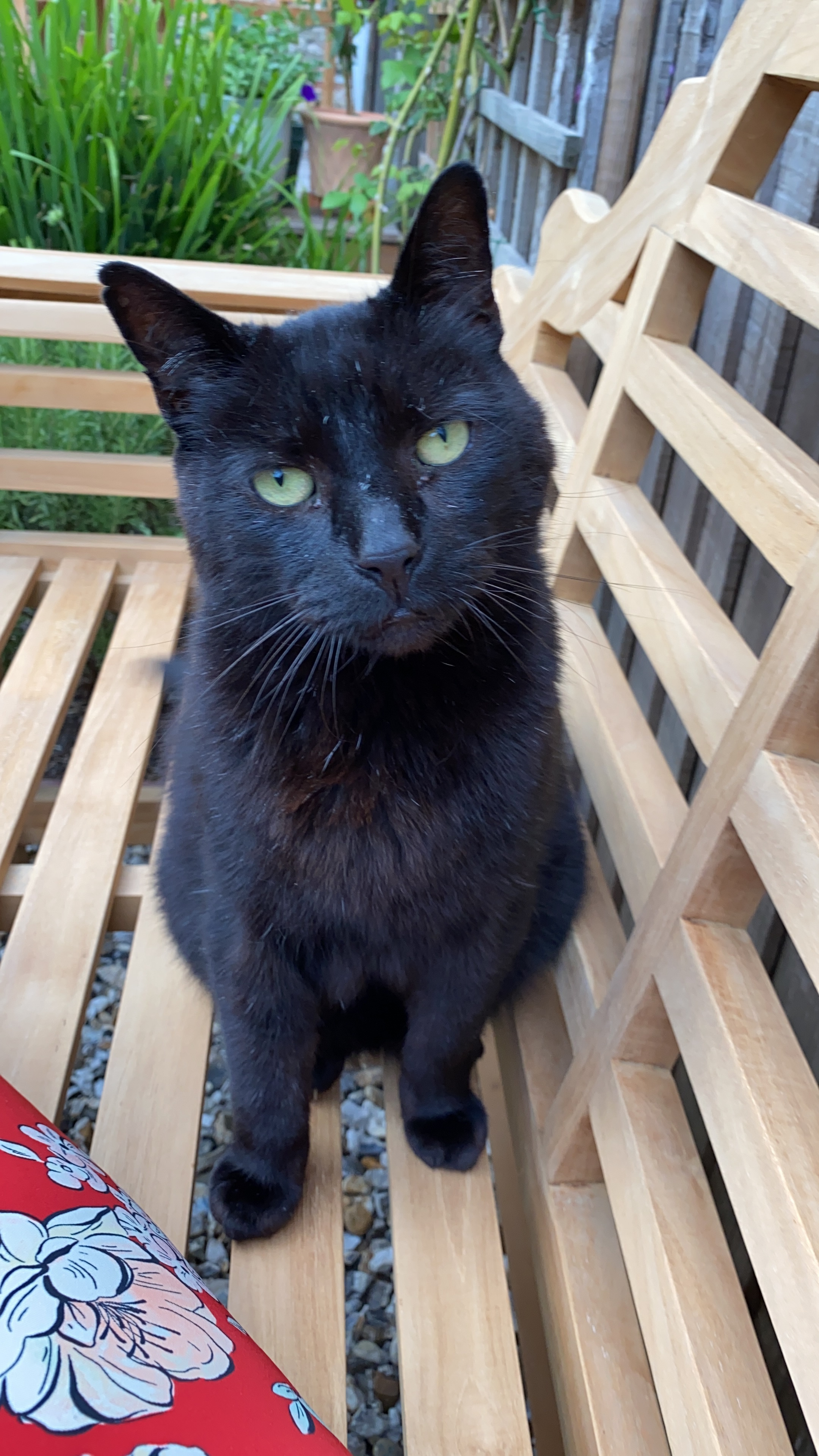 Missing Black Cat 