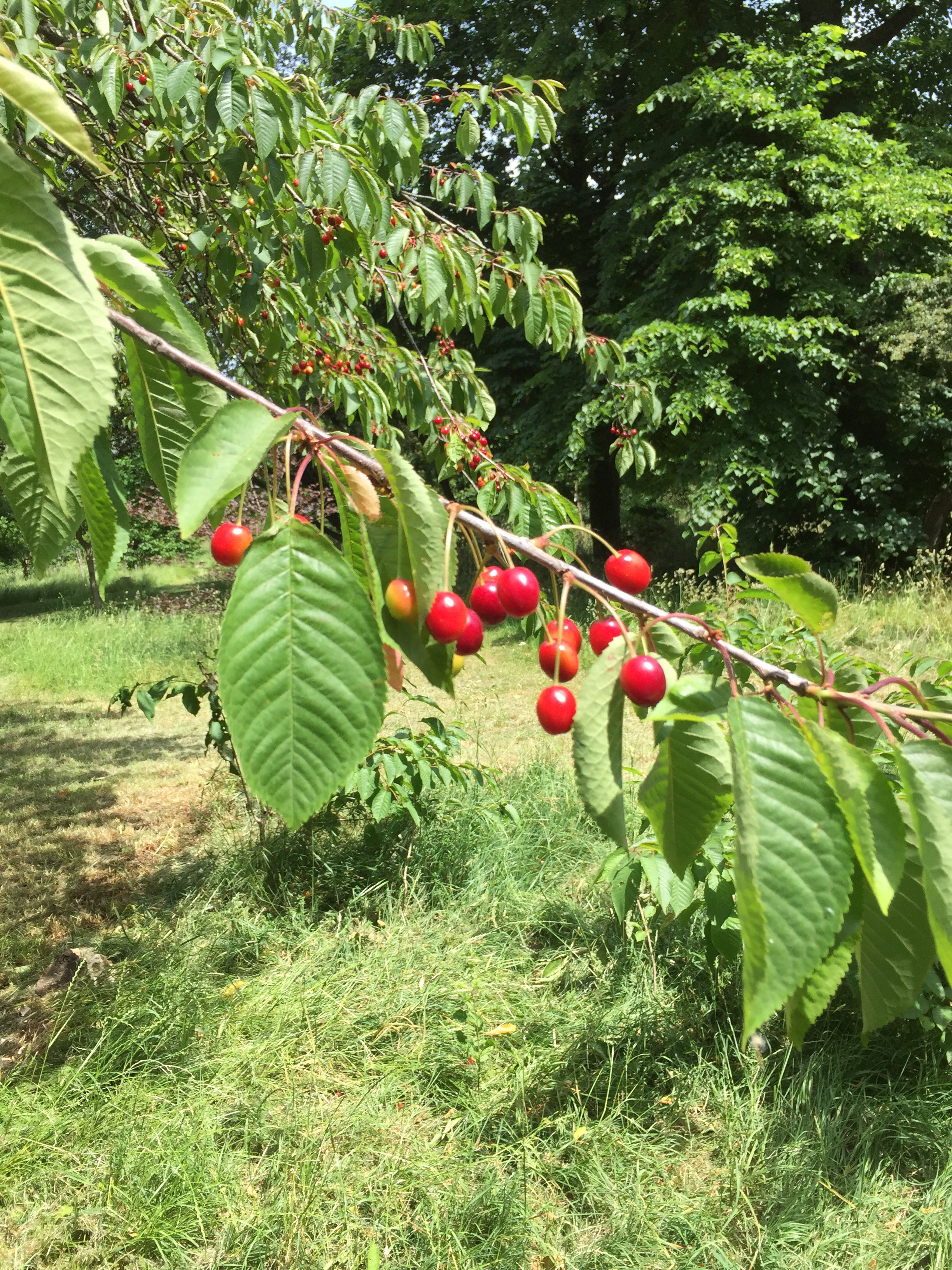 Are Wild Cherries Edible or Poisonous?